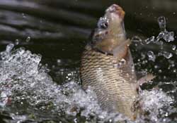 驚蟄過后好釣魚嗎？驚蟄后陰雨天好釣魚嗎？