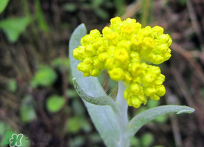 清明菜開花了能不能吃？清明菜怎么吃？