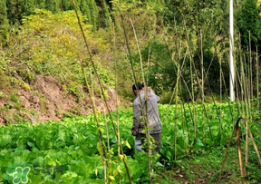 清明節(jié)種什么菜？清明節(jié)前后種什么菜？