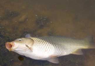 春分能夜釣嗎？春分能釣鯉魚(yú)嗎？