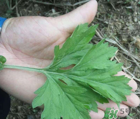 蒿子是艾葉嗎？蒿子和艾葉的區(qū)別