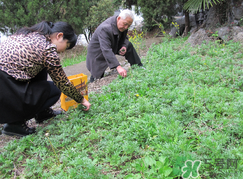 蒿子怎么保存？蒿子能放速凍保存嗎？