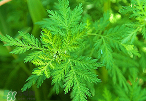 青蒿是什么植物？青蒿是種子植物還是裸子植物？