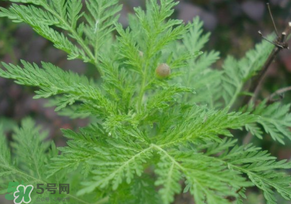 青蒿是什么植物？青蒿是種子植物還是裸子植物？