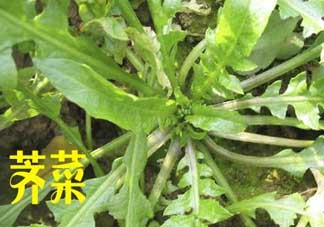 薺菜和狗肉能一起吃嗎？狗肉跟薺菜可以同食嗎？