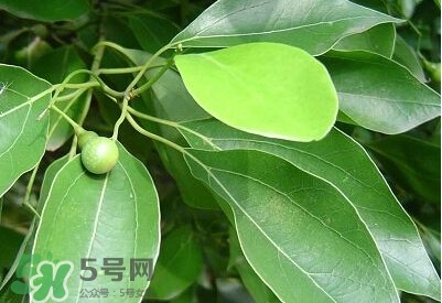 香樟樹(shù)的香味有害嗎？香樟樹(shù)的香味有沒(méi)有害