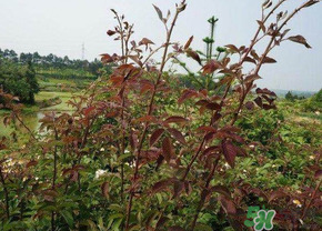 刺苔怎么吃 刺苔有什么功效