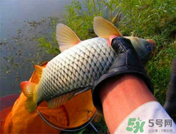 四月份可以釣鯉魚嗎？四月份怎么釣鯉魚？