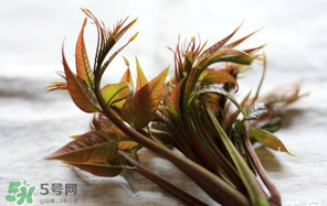 香椿怎么洗？香椿芽怎么洗干凈？