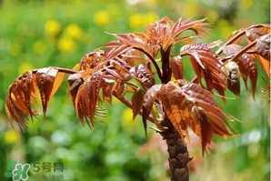 香椿紅的好還是綠的好？香椿紅色好還是綠色好？