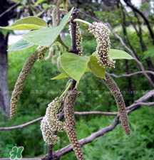 蒸構(gòu)樹花兒的功效 蒸構(gòu)樹花兒有什么功效？