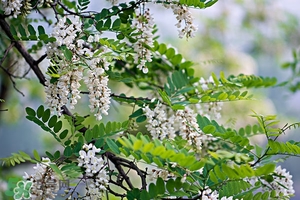 刺槐花幾月開？刺槐花什么時(shí)候開