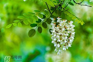 刺槐花幾月開？刺槐花什么時(shí)候開