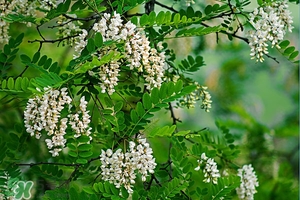 刺槐花幾月開？刺槐花什么時(shí)候開