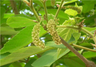 蒸構樹花兒孕婦可以吃嗎？孕婦可以吃蒸構樹花兒嗎？