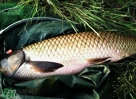 4月份可以釣草魚嗎？4月份如何釣草魚？