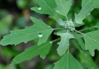 灰菜能生吃嗎？灰菜怎么做好吃