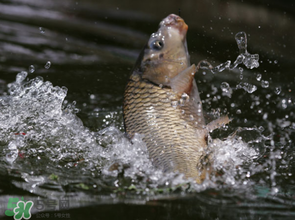 谷雨怎么釣魚？谷雨前后釣魚技巧