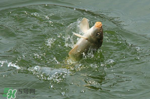 谷雨怎么釣魚？谷雨前后釣魚技巧