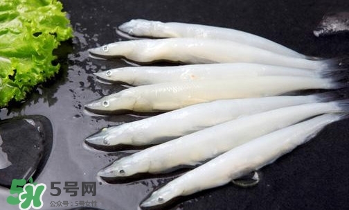 面條魚是什么魚？面條魚是海水魚嗎