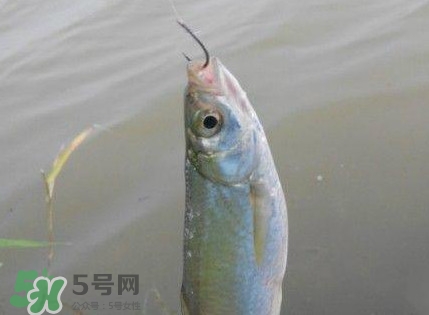 白條魚怎么釣？如何釣白條魚技巧