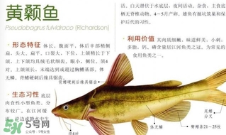 黃顙魚不能和什么一起吃？黃顙魚不能與什么同吃？