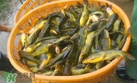 黃顙魚不能和什么一起吃？黃顙魚不能與什么同吃？