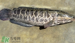 生魚是什么魚？生魚片是什么魚