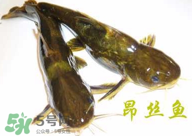 黃顙魚不能和什么一起吃？黃顙魚不能與什么同吃？