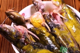 嘎魚是鯰魚嗎？嘎魚是黃辣丁嗎