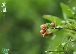 立夏要注意什么？立夏養(yǎng)生禁忌