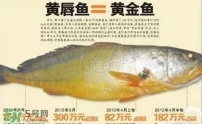 黃唇魚是黃花魚嗎？黃唇魚是黃魚嗎？