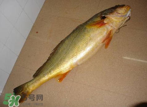 黃唇魚是黃花魚嗎？黃唇魚是黃魚嗎？