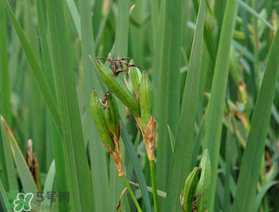 端午節(jié)為什么要掛菖蒲？端午節(jié)掛菖蒲的好處