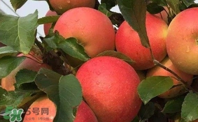 紅心蘋果多少錢一斤？紅肉蘋果價(jià)格