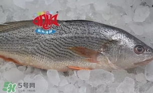 黃唇魚是黃花魚嗎？黃唇魚是黃魚嗎？