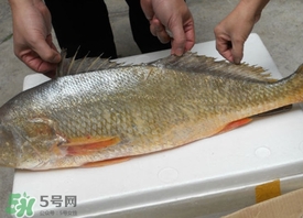 黃唇魚(yú)是海魚(yú)嗎？黃唇魚(yú)是海鮮嗎