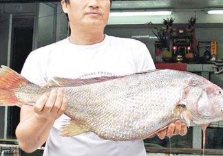 黃唇魚鰾是魚肚嗎？黃唇魚鰾是魚泡嗎