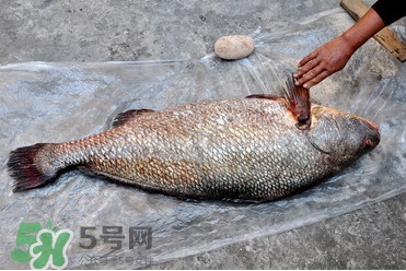 黃唇魚(yú)是海魚(yú)嗎？黃唇魚(yú)是海鮮嗎