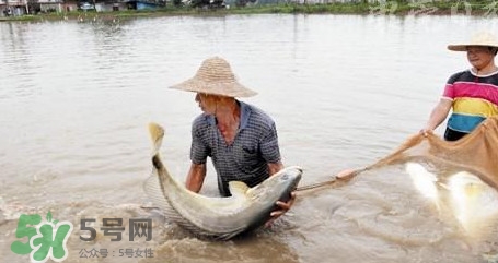 金錢鳘是哪里原產(chǎn)的？金錢鳘的產(chǎn)地在哪里