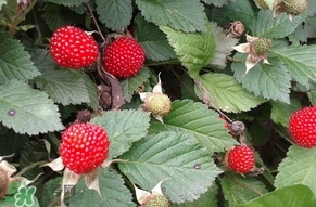 野草莓能吃嗎？野草莓圖片