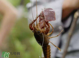 什么時候釣龍蝦最好？龍蝦幾月份能釣？