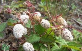 野草莓能吃嗎？野草莓圖片