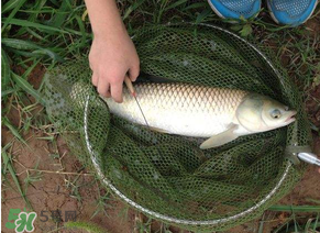 五月份能釣草魚嗎？五月份釣草魚用什么餌料？