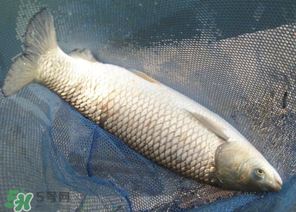 5月份怎么釣草魚(yú)？五月份怎么釣草魚(yú)？