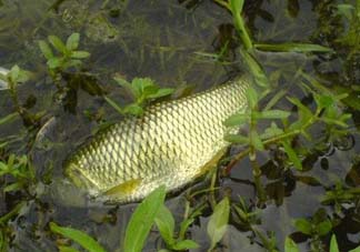 五月份能釣草魚(yú)嗎？五月份釣草魚(yú)用什么餌料？