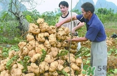 生吃土瓜有什么好處？土瓜生吃的功效與作用