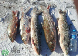 小滿怎么釣魚？小滿釣魚技巧