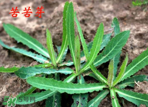 苦苦菜怎么腌制？怎樣腌制苦苦菜？