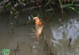 釣龍蝦用什么肉？釣龍蝦用什么肉是最厲害的？